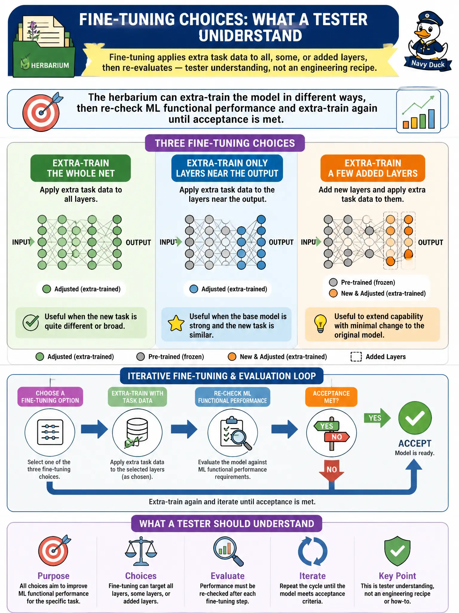 To Create an exciting colorful infographic that explains the concepts in the question: Question: The herbarium can extra-train the whole net, only the layers near the output, or a few added layers, then re-check ML functional performance and extra-train again until acceptance is met. What should a tester understand about those choices? Correct Answer: Fine-tuning applies extra task data to all, some, or added layers, then re-evaluates — tester understanding, not an engineering recipe. Put EVERY visible label in double quotes. No people. No A/B/C/D letters. In one of the four corners put a little "Navy Duck".