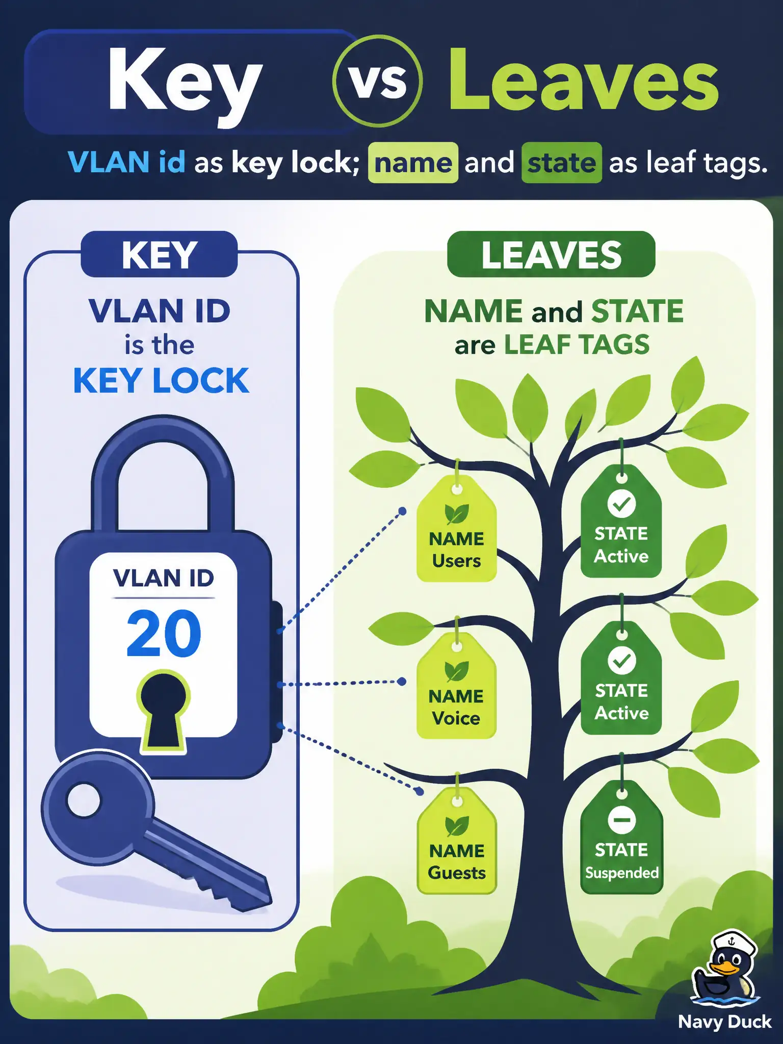 To Create an exciting colorful infographic that explains the concepts in the question: Question: When addressing a VLAN over RESTCONF on IOS XE, what role does the VLAN identifier play versus the display name? Correct Answer: The VLAN id is the list key in the path; name and active/suspend state are configurable leaves you merge. Put EVERY visible label in double quotes. No people. No A/B/C/D letters. In one of the four corners put a little "Navy Duck".