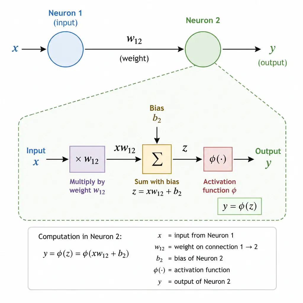 Diagram of two connected neurons with a weight value labeled on the connection between them, showing an input multiplied by that weight, summed with a bias, and passed through an activation function to produce the neuron's output.