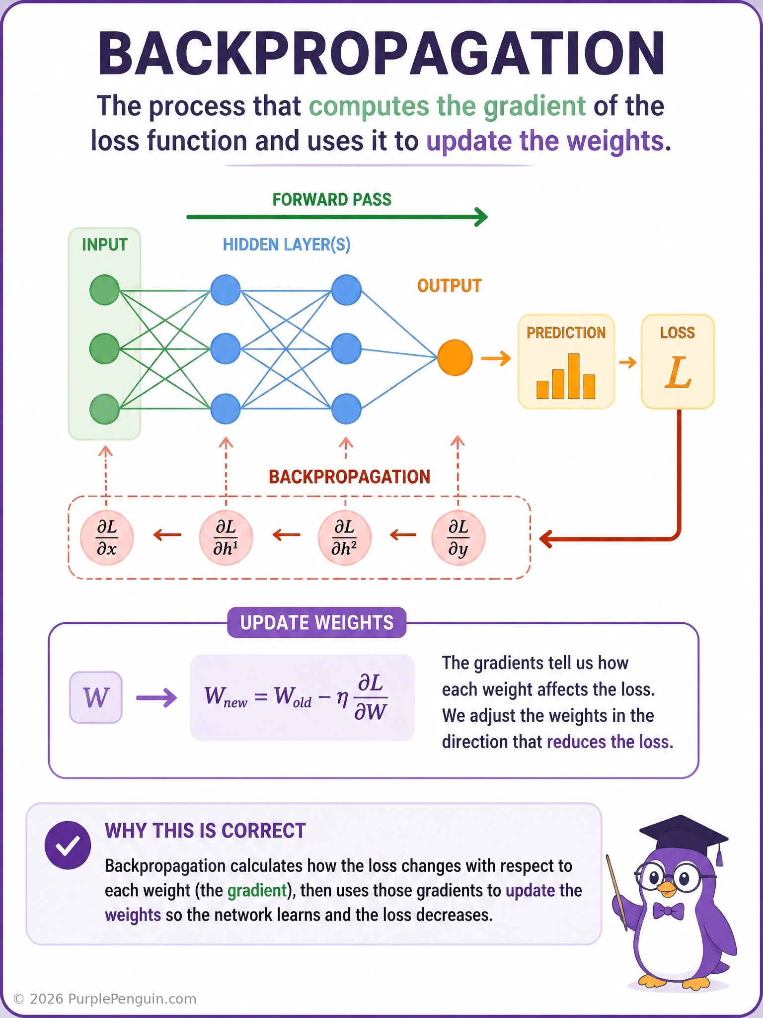 Diagram showing a forward pass producing a prediction, a loss function comparing it to the true label, and an arrow flowing backward through the network layers computing gradients that update each weight, contrasted with side callouts for architecture selection, weight initialization, and data augmentation happening at different pipeline stages.