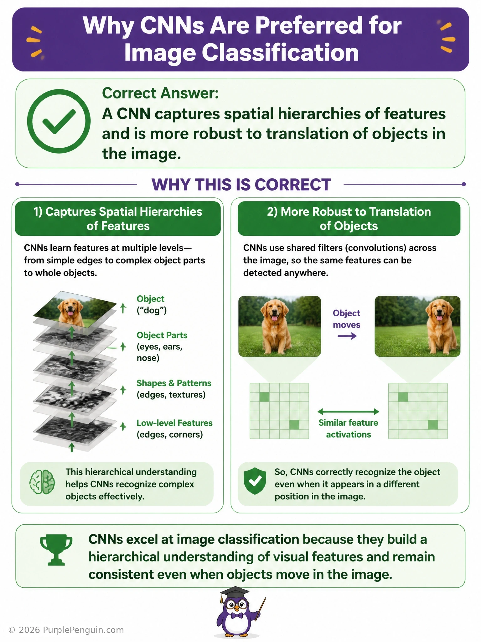 Side-by-side comparison of a CNN sliding a shared filter across an image to build a hierarchy from edges to objects, versus a fully connected network wiring every pixel to every neuron with independent weights, highlighting translation robustness and parameter efficiency.
