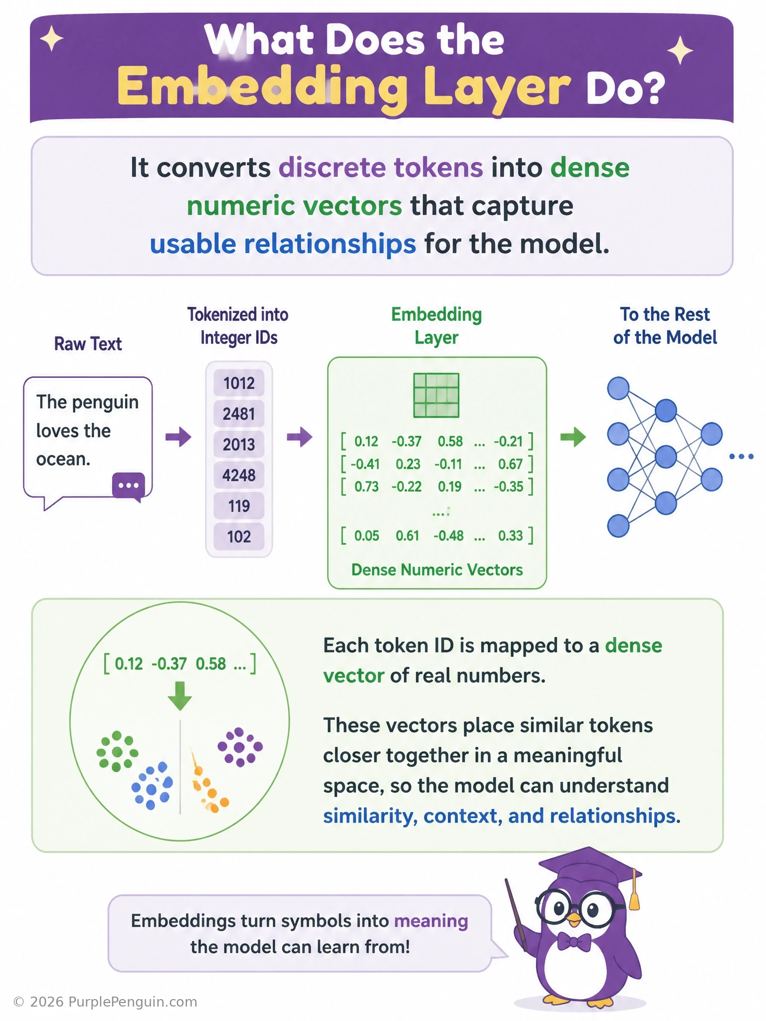 An infographic showing the pipeline: raw text 'the dog runs' -> tokenizer producing integer IDs [12, 482, 91] -> arrow into an embedding lookup table -> each ID mapped to a dense vector of numbers, then a 2D scatter plot showing similar words like 'dog' and 'cat' clustered close together in vector space.