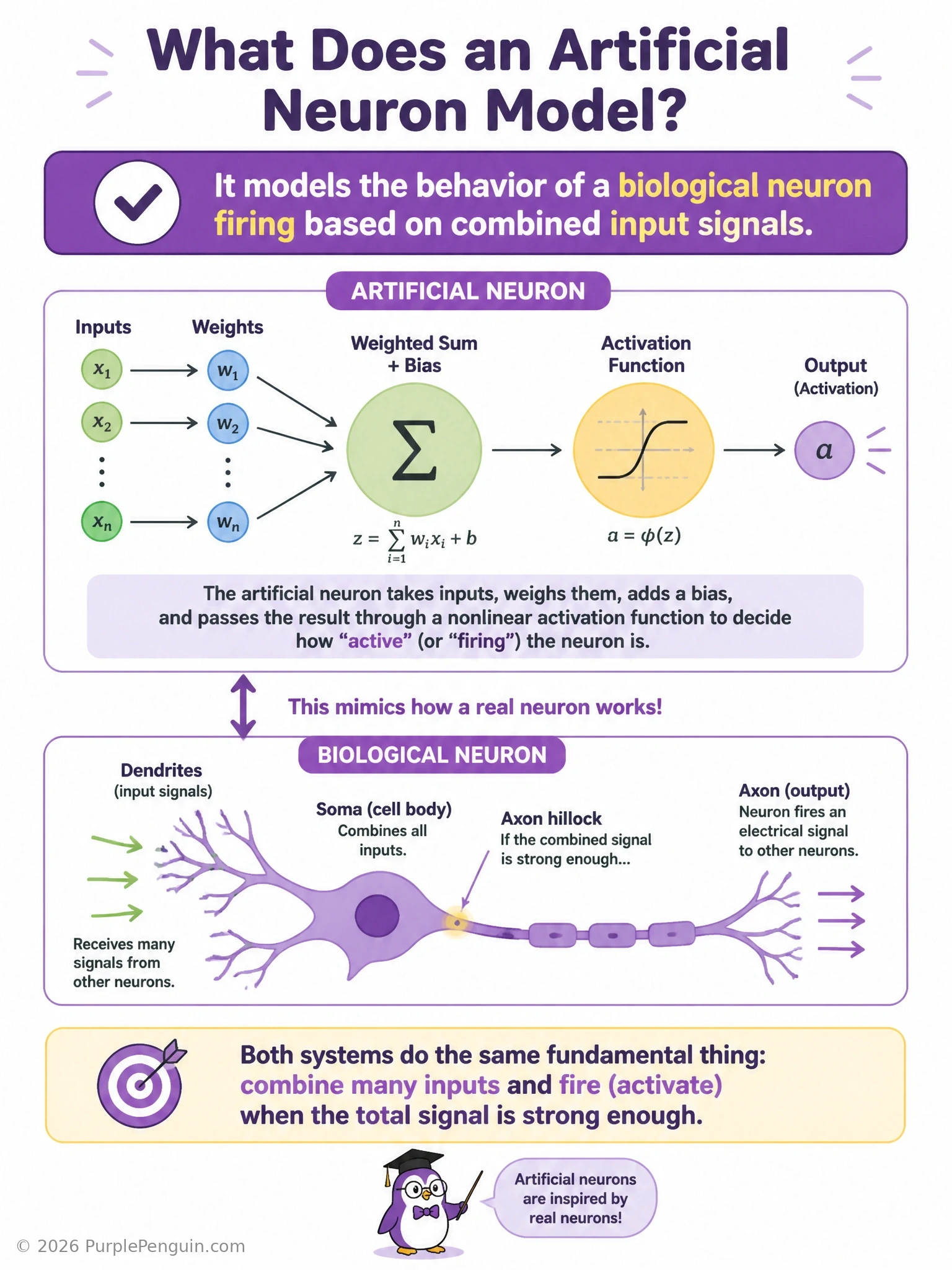 Side-by-side comparison of a biological neuron (dendrites receiving signals, cell body summing them, axon firing an output) and an artificial neuron diagram (inputs with weights, summation plus bias, activation function producing an output), with labeled arrows mapping weights to synapse strength, bias to firing threshold, and activation to the firing decision.