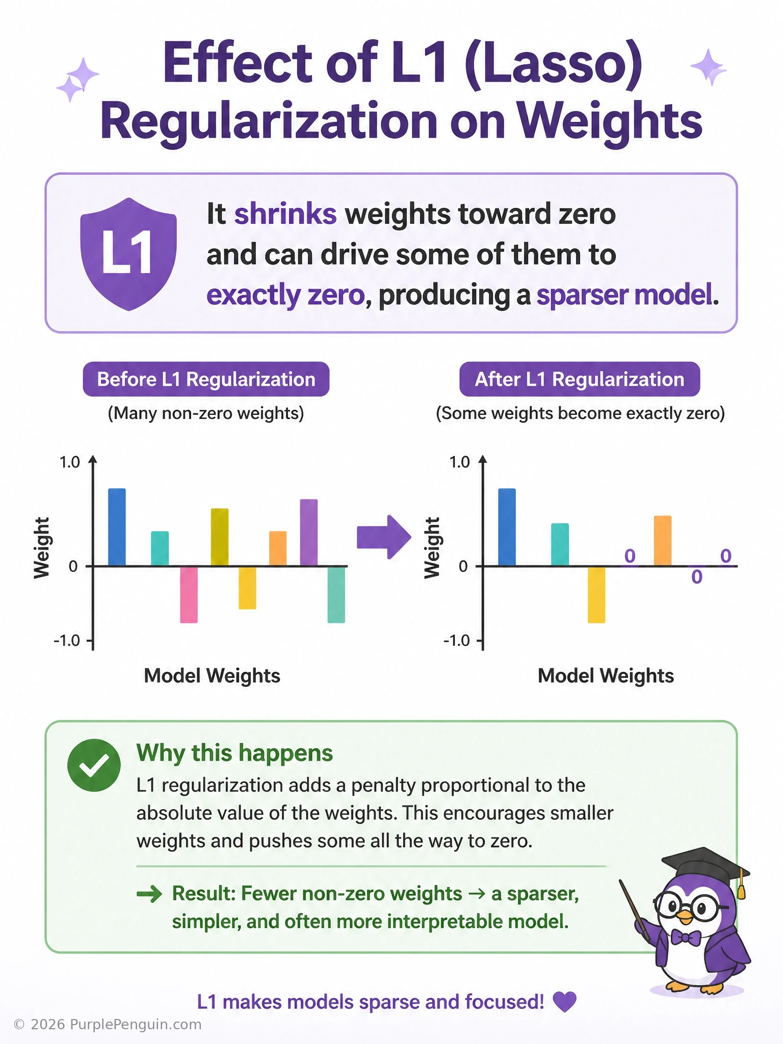 An infographic showing a set of weight bars shrinking over training iterations under an L1 penalty, with several bars collapsing all the way to zero height, labeled 'L1 (lasso): shrinks weights and can zero some out entirely'.