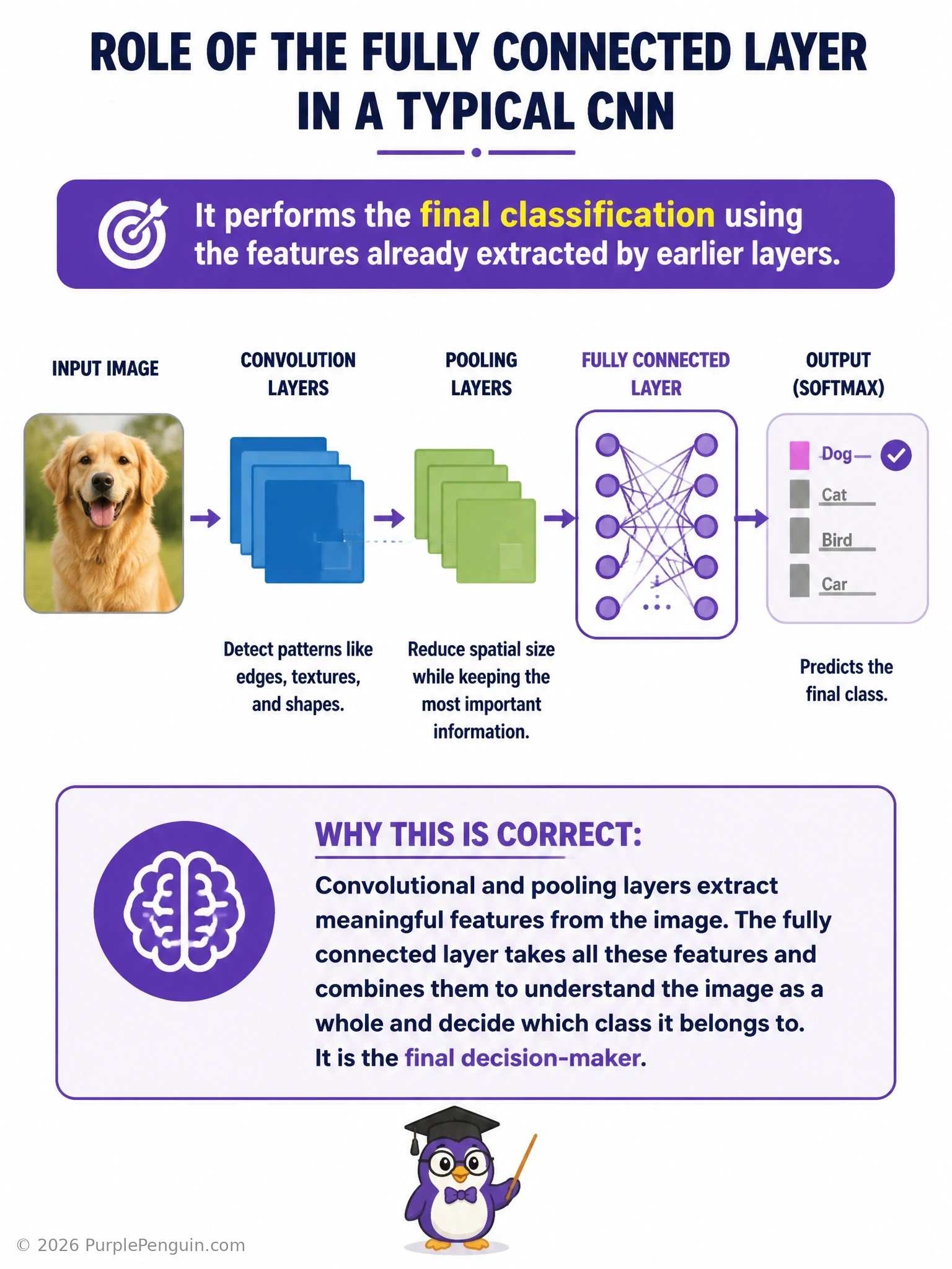 A CNN pipeline diagram showing convolutional and pooling layers progressively extracting features from an input image, followed by a flatten operation, then a fully connected layer taking that flattened feature vector and outputting a final softmax classification (e.g., 'cat: 92%, dog: 8%').
