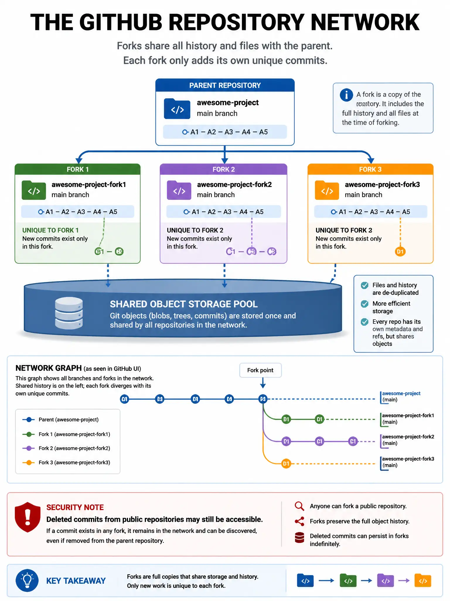 Educational infographic explaining the GitHub repository network. Display a parent repository at top with 3 forks below it. Show shared object storage pool underneath all of them (git objects shared). Show what's unique to each fork: only new commits specific to that fork. Show the Network graph visualization from GitHub UI (branch timeline showing all forks). Include security note: deleted commits from public repos may still be accessible via fork network. Blue repository network diagram with shared storage base. 1024x768 pixels.