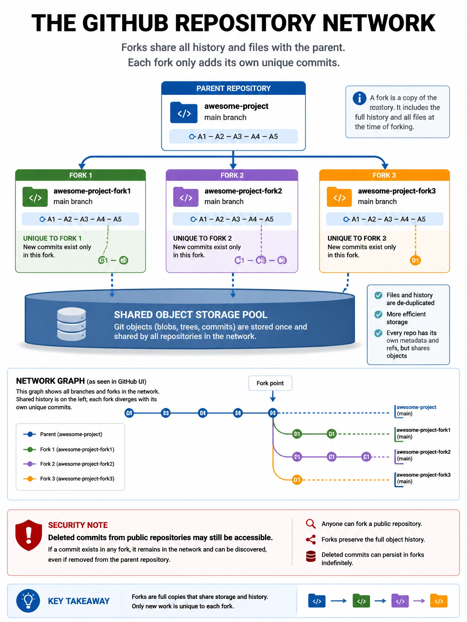 Educational infographic explaining the GitHub repository network. Display a parent repository at top with 3 forks below it. Show shared object storage pool underneath all of them (git objects shared). Show what's unique to each fork: only new commits specific to that fork. Show the Network graph visualization from GitHub UI (branch timeline showing all forks). Include security note: deleted commits from public repos may still be accessible via fork network. Blue repository network diagram with shared storage base. 1024x768 pixels.